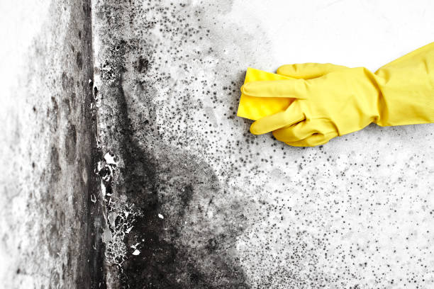 Lake Wilderness, VA Mold Remediation Company