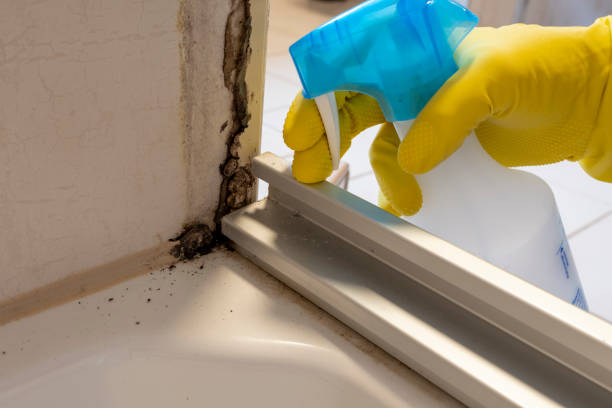 Best DIY Mold Remediation Support Services in Lake Wilderness, VA