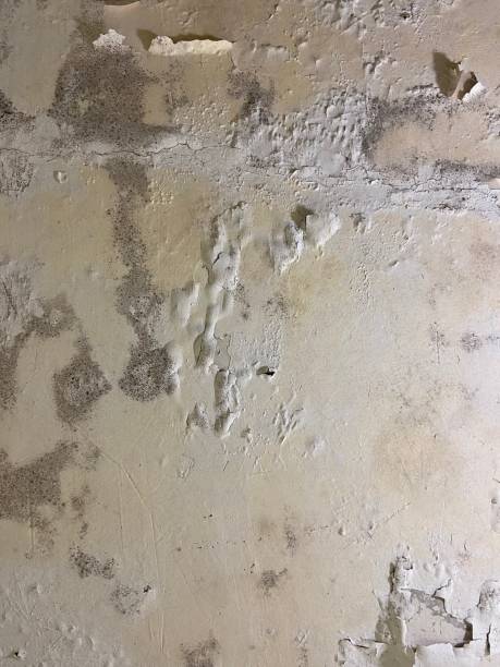 Best Preventive Mold Services in Lake Wilderness, VA